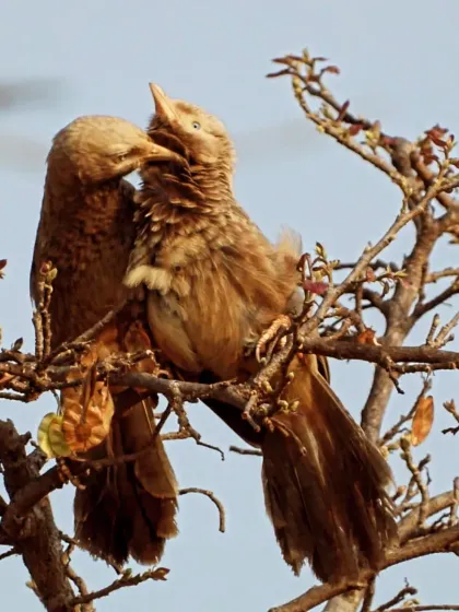 A beautiful collection of our feathered friends, from a shy robin to a majestic hornbill and a colorful parakeet. Can you recognize any of them?