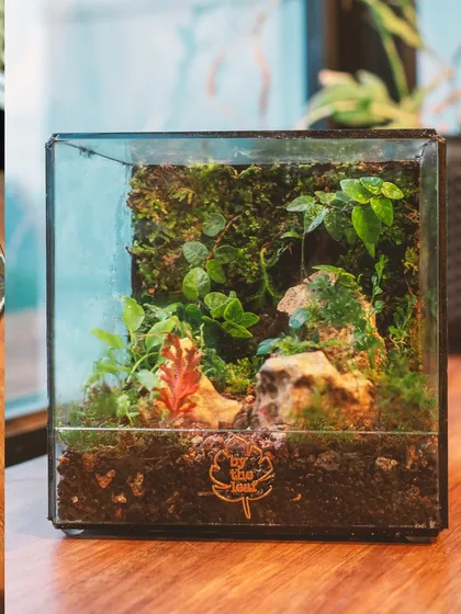 A simple and elegant cube terrarium. The clean lines make it a versatile piece that fits well in any modern home or office space.