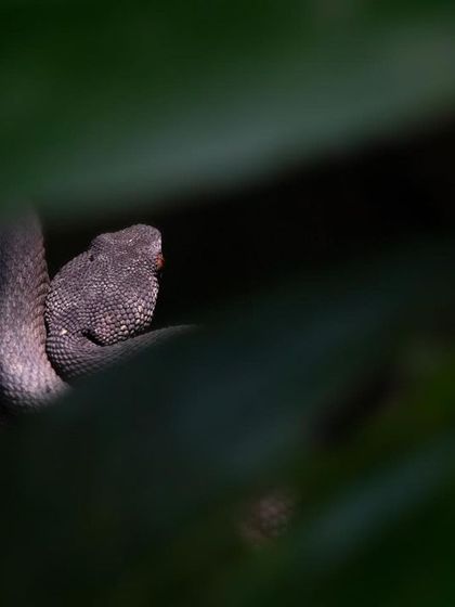 A baby Mangrove Pit-Viper basking in a sliver of warm light in Pasir Ris Park, Singapore. The surrounding leaves created a natural frame, allowing me to use the shadows to spotlight the snake and create a sense of peeking into its hidden world.