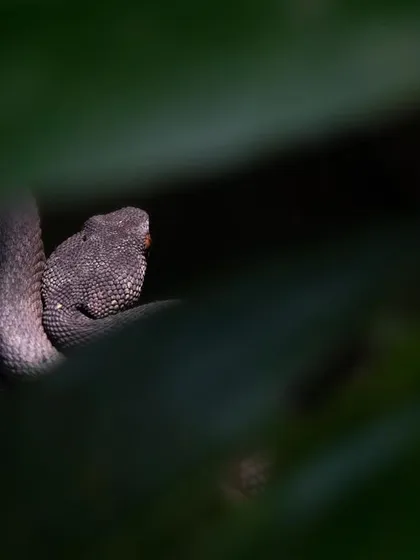 A baby Mangrove Pit-Viper basking in a small patch of sunlight. I used the surrounding dark leaves to frame the shot and create a natural spotlight effect, highlighting the snake in its shadowy habitat.