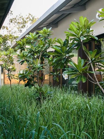 At the ATE Pune project, a corridor runs alongside a dense planting of champa trees and wild grasses. This constant proximity to a natural, untamed landscape is a key feature of my adaptive reuse and biophilic design strategy.