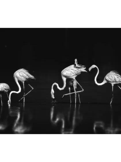 This black and white image of flamingos, which received an honourable mention at the Black & White Spider Awards, focuses on the elegant, dance-like postures of the birds. The dark background makes their forms stand out like sculptures.