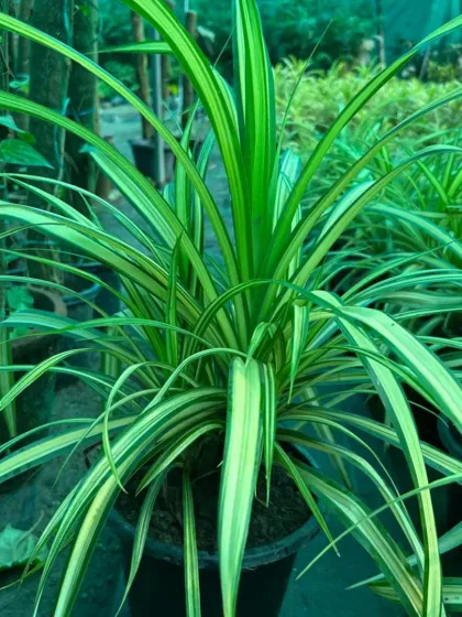 This is a Pandanus plant, also known as screw pine. Its long, variegated leaves add a unique texture and look to any indoor plant collection.