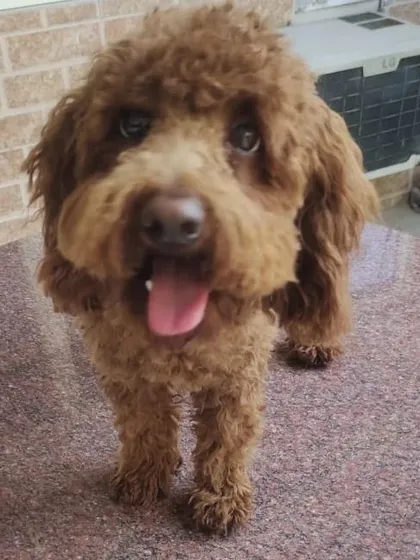 A clean and tidy haircut for a Poodle. This shows the neat finish after I have completed the trimming and styling.