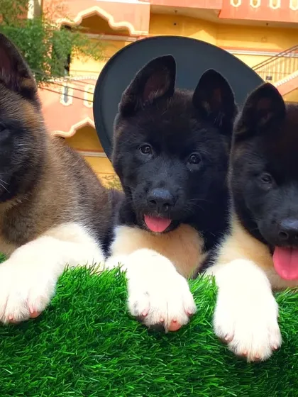A beautiful litter of purebred Akita puppies. Notice their strong paws, alert ears, and healthy coats. I raise them to be confident and strong right from the start. These are excellent guard dogs and loyal companions.