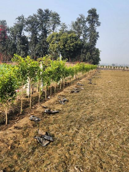 Delhi Gardner - Full-Service Landscaping Our Process: From Concept to Creation photo 29