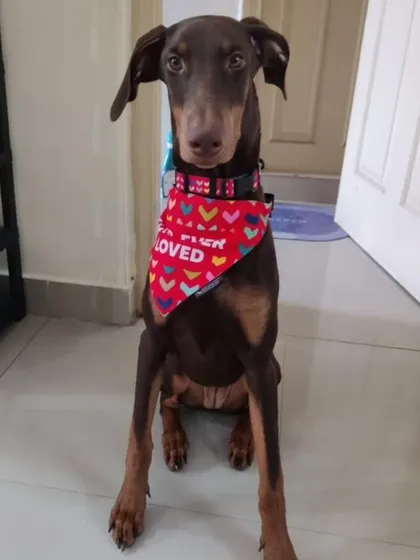 Hazel wearing a "Fur Love" bandana. She is a sweet girl who listens to commands.