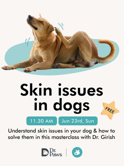 The Pack - Pet Parent Education & Workshops Expert-Led Online Masterclasses photo 40