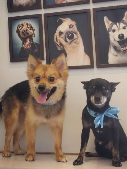 Best friends getting groomed together! We can schedule back-to-back appointments for households with multiple pets.
