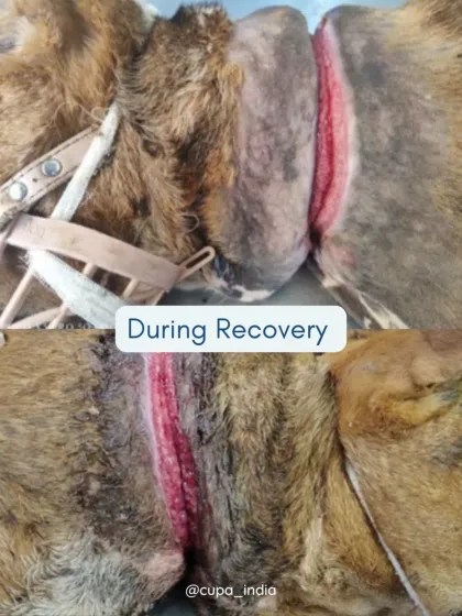 Cupa - Emergency Animal Rescue & Treatment Dog Rescue & Recovery Stories photo 18