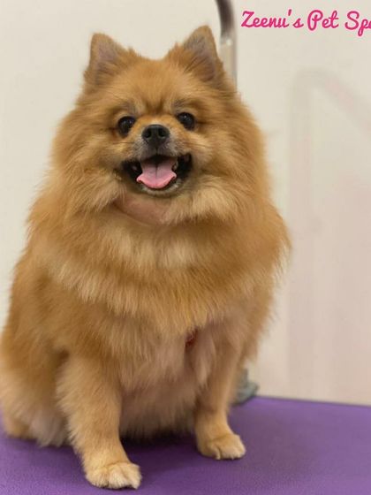 Zeenu's Pet Spa - Dog Grooming & Spa We Love All Breeds photo 12
