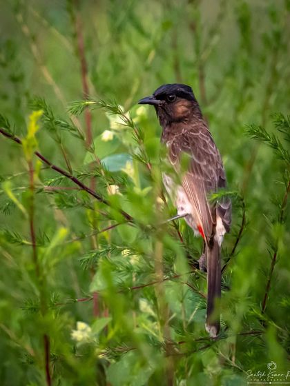 A full profile of the Red-vented Bulbul as it perches among the leaves. This shot provides a clear view of its body shape and dark crest.