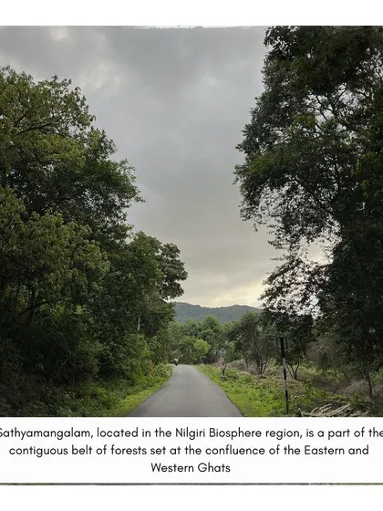 A view of the road through the dense forests of the Nilgiri Biosphere. Our social initiatives take us to some of the most beautiful and remote parts of the region.