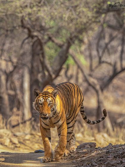 A tiger walking on a path with a forest background. The path acts as a leading line, and the out-of-focus trees create a beautiful, textured backdrop that complements the subject.