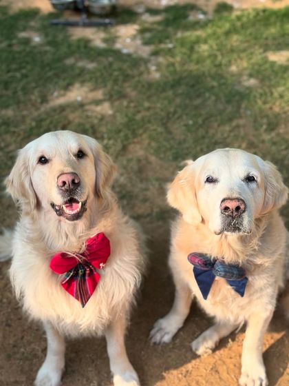 Two Golden Retrievers dressed up in bow ties, ready for a fancy paw-ty.