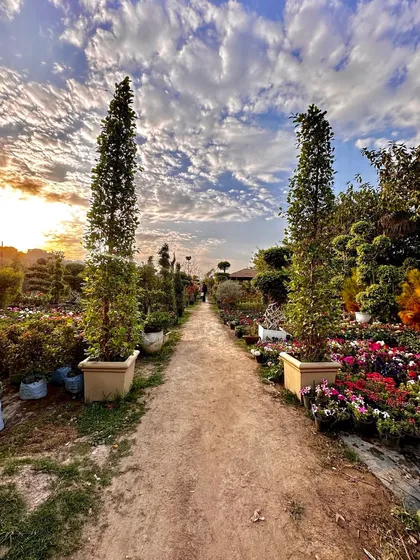 Come and walk through my 2-acre nursery in Noida. Seeing the plants yourself, from towering trees to colourful flowers, is the best way to understand the quality and variety I offer.