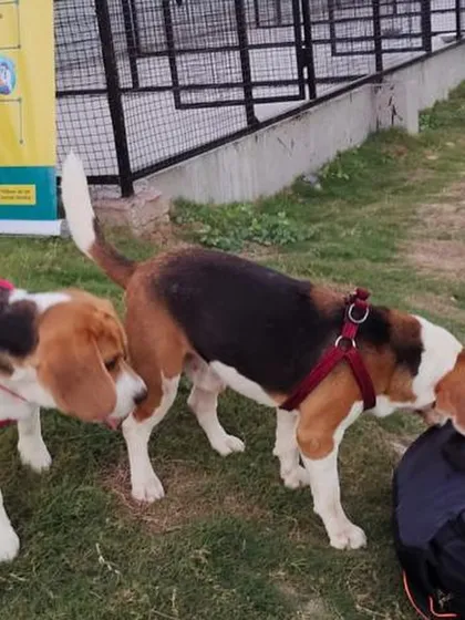 These two Beagles are investigating something interesting during one of our pet events. It's a great opportunity for dogs to socialize in a fun, relaxed setting.