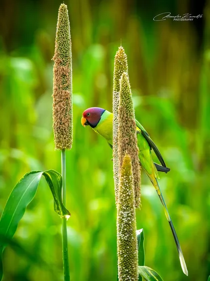 A Plum-headed Parakeet feeding in a field of green. The vibrant colours of the parakeet stand out beautifully against the natural background.