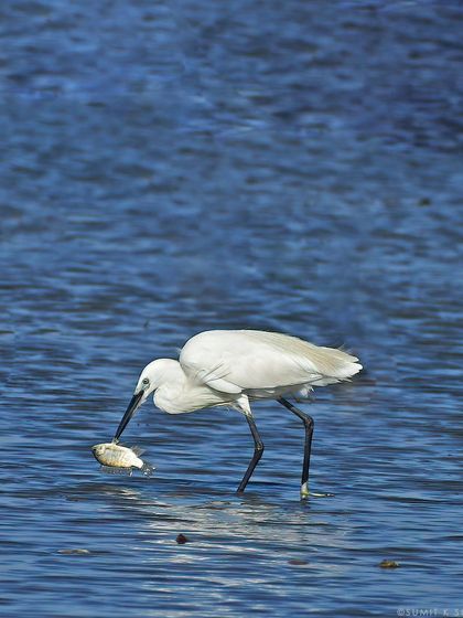 A Little Egret showing off its fishing skills with a sizable catch.