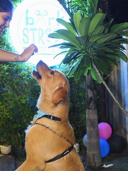 A golden retriever getting a treat from a smiling guest right under our glowing Bark Street sign. A perfect evening moment.