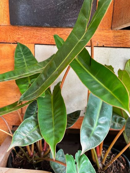 A classic Philodendron Billietiae in another one of Veena's handmade planters. The elegant, elongated leaves of the plant are a perfect match for the simple, elegant pot.