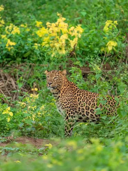 A handsome male leopard in Bandipur, spooked by a potential tiger encounter. His alert posture tells a story of the constant tension and hierarchy within the jungle.