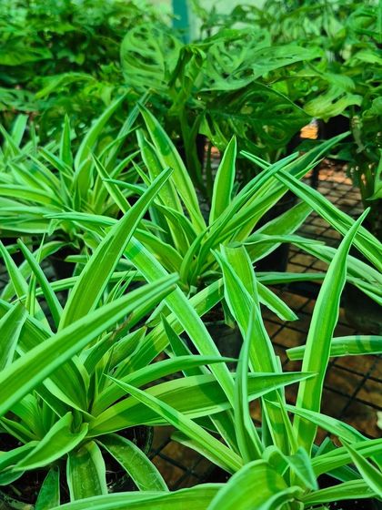 The Spider Plant is a classic for a reason. Its arching leaves with beautiful variegation make it a graceful addition, and it's one of the easiest air-purifying plants to care for.