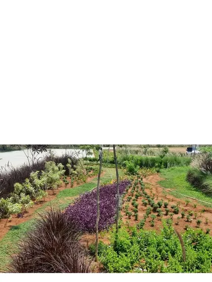 A mix of different plant species being laid out. Our planting designs are like painterly compositions, using a variety of forms, colors, and textures to create a cohesive and resilient plant community.