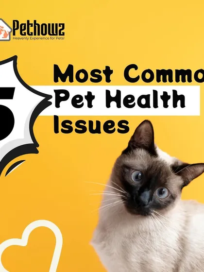 Proactive care is key to a long, healthy life for your pet. This guide covers the five most common health issues we see, giving you the knowledge to spot early signs and take preventive measures.