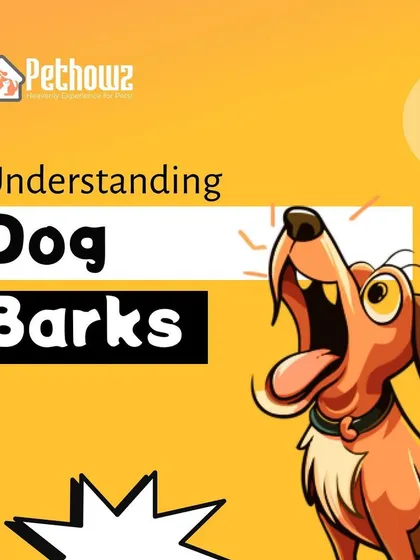 Every bark has a meaning, and understanding them can transform your relationship with your dog. We help you decode the different types of barks, from joyful greetings to alert signals, so you can better understand your dog's needs.