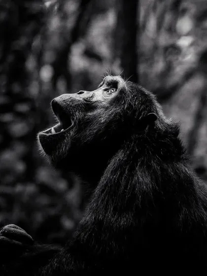 A chimpanzee calls out in the Kibale forest. This black and white photo focuses on the emotion and power of the call, which can be heard for miles and is a key part of their communication.