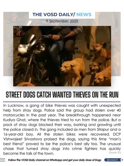 A pack of stray dogs in Lucknow helped police catch a gang of thieves by blocking their escape route. This unusual chase turned the local street dogs into celebrated crime fighters.