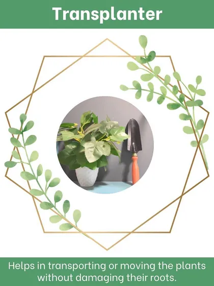 Our transplanter is specifically designed to help you move seedlings and small plants without damaging their delicate roots. The narrow blade allows for precise digging, making it an essential tool for repotting and arranging your garden.