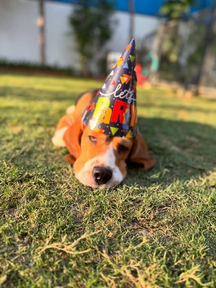 Simba is definitely feeling the post-party snooze. It was a day filled with fun, friends, and treats.