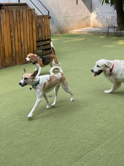 Becky's Bow Wow House - Dog Daycare Our Playground & Pack photo 12