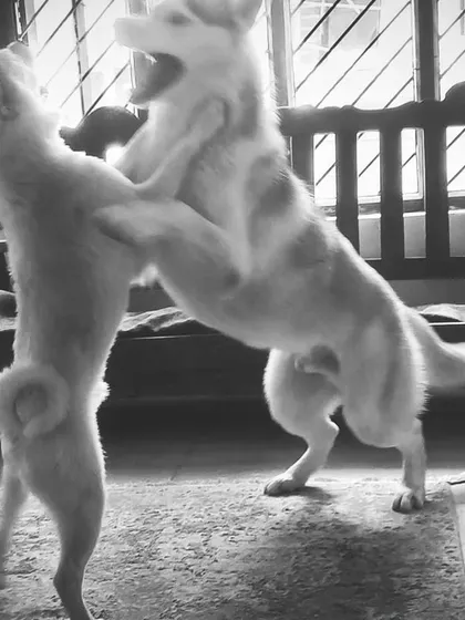 A beautiful black and white shot of two dogs playing and hugging at the same time.