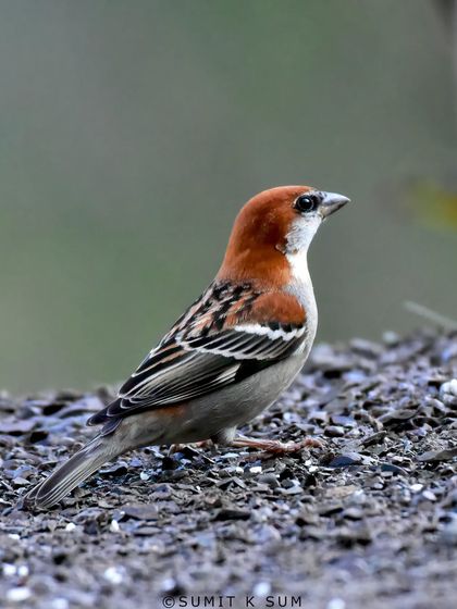 A Russet Sparrow, one of the beautiful sparrow species of the Indian subcontinent, photographed on World Sparrow Day.