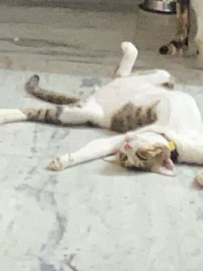 I think I broke my cat. This is Neo, and this is his favorite way to sleep. It just shows how safe and uninhibited the animals feel in my home.