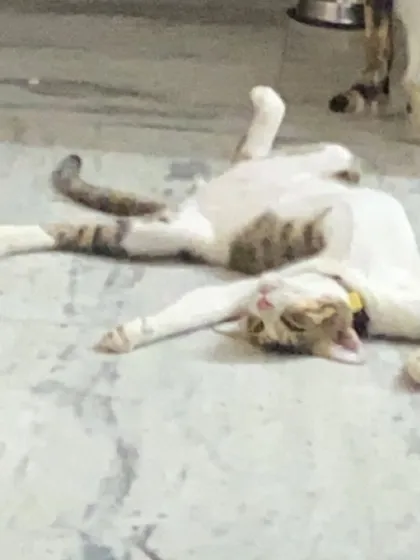 I think I broke my cat. This is Neo, and this is his favorite way to sleep. It just shows how safe and uninhibited the animals feel in my home.