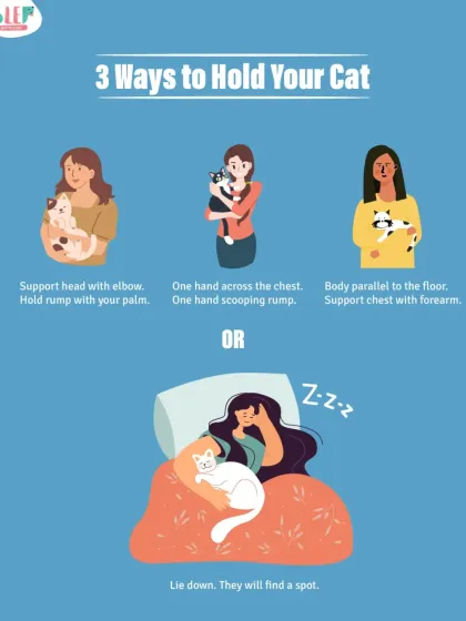 What's the right way to hold a cat? This guide shows three safe methods, but my favorite is the fourth option: just lie down and let them find their own cozy spot. They always know best.