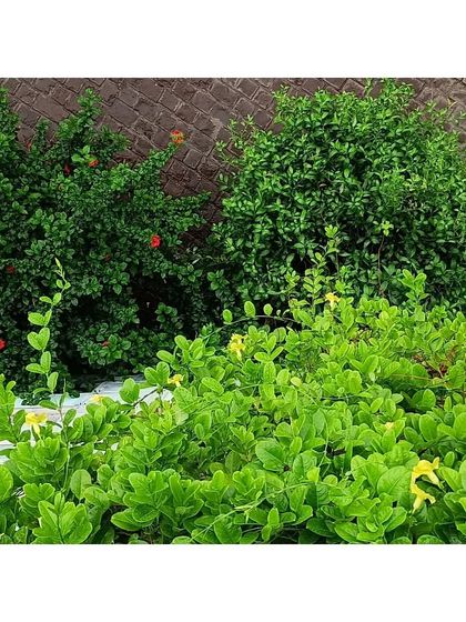 The lush greenery that has now taken over the Eklavya campus. The facade, made of reclaimed windows, was designed with integrated planters to encourage this growth, creating a vertical garden that supports local biodiversity.