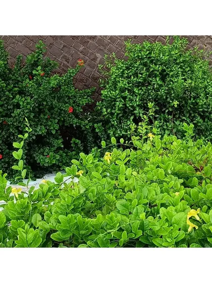 The lush greenery that has now taken over the Eklavya campus. The facade, made of reclaimed windows, was designed with integrated planters to encourage this growth, creating a vertical garden that supports local biodiversity.