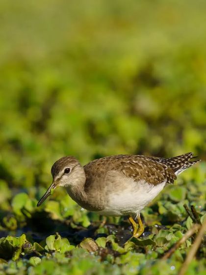 A Wood Sandpiper carefully picks its way through a carpet of green aquatic plants.