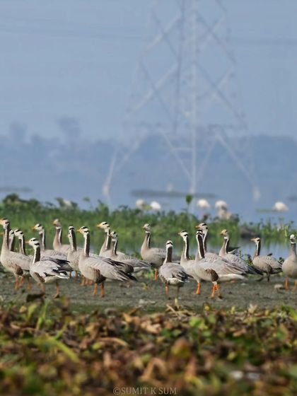 A large flock of Bar-headed Geese, which cross the Himalayas to winter in India, resting by the water.