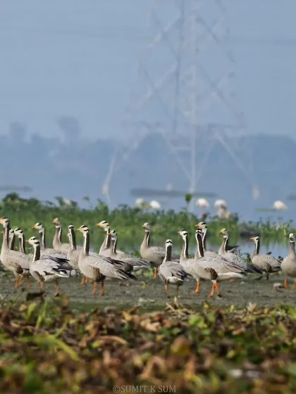 A large flock of Bar-headed Geese, which cross the Himalayas to winter in India, resting by the water.