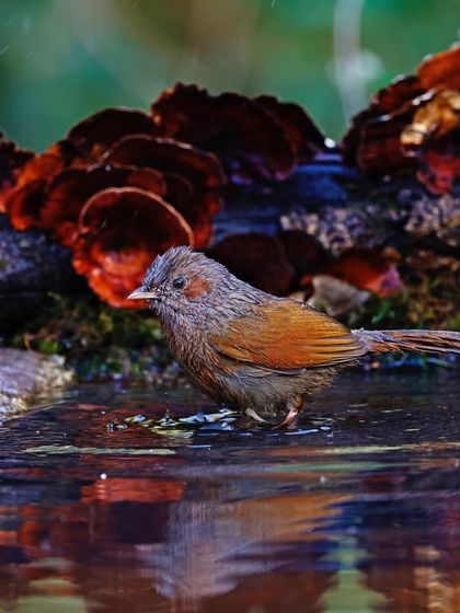 A Streaked Whistling Thrush stands in a shallow pool of water amidst red fungi. The reflection of the bird and the colorful surroundings create a stunning, almost surreal image.