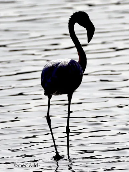 I took this shot against the bright light to create a silhouette. The iconic shape of the flamingo stands out beautifully against the shimmering water, creating a simple yet powerful image.