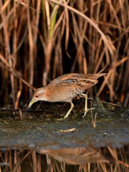 Avian Wonders: A World of Wings photo 90