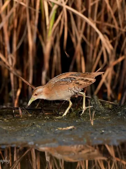 A shy Bailon's Crake foraging in the mudflats of Navi Mumbai. These secretive birds are a rare and exciting find for any birder.