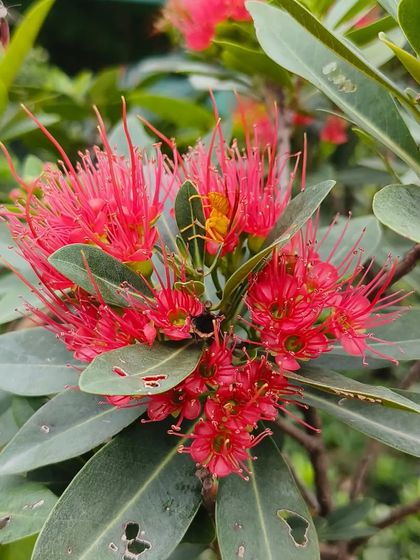 Another shot of the Metrosideros flower, showing its unique spiky structure. It's an exotic choice for those looking for something different.